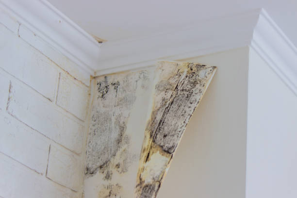 Why You Should Choose Our Mold Remediation Services in Leisure World, MD